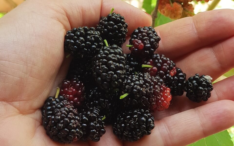 mulberry, fruit, nature-4599442.jpg