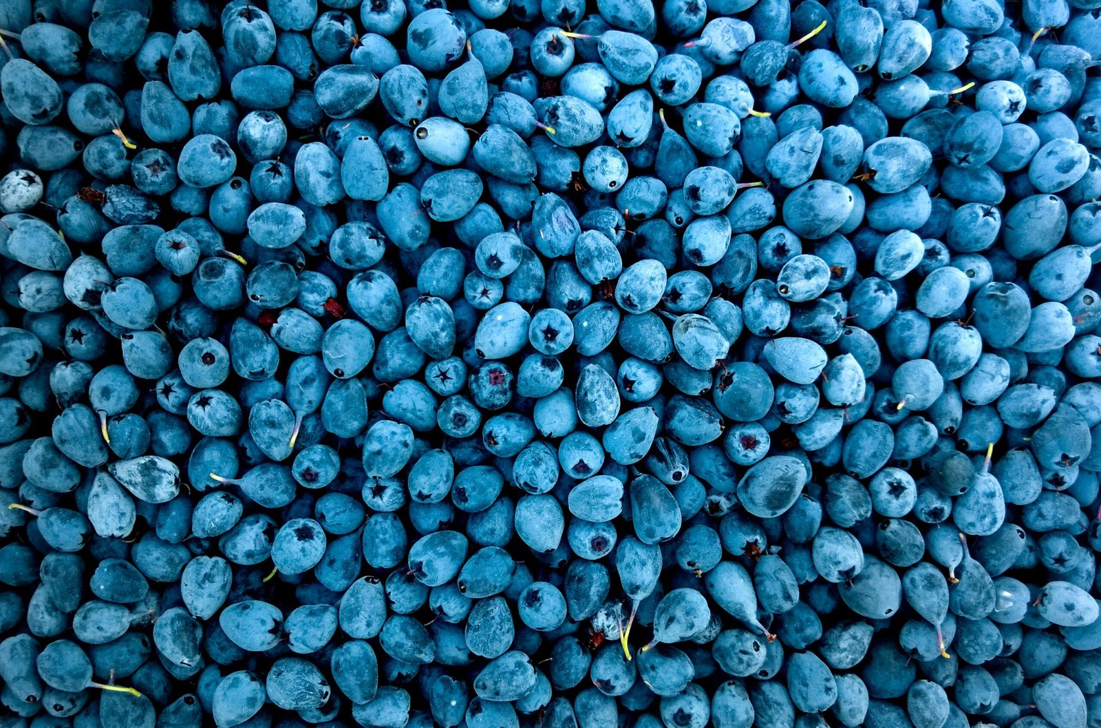 All About the Benefits of Eating Blue Fruits 