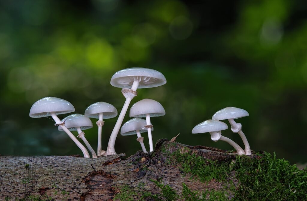 mushrooms, book mucus oyster mushroom, fall-5580236.jpg