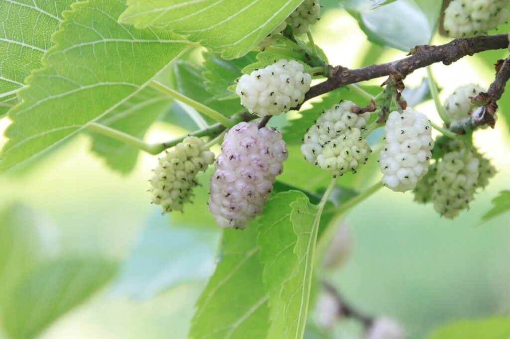 alba, morus, mulberry-White Fruits 88456.jpg