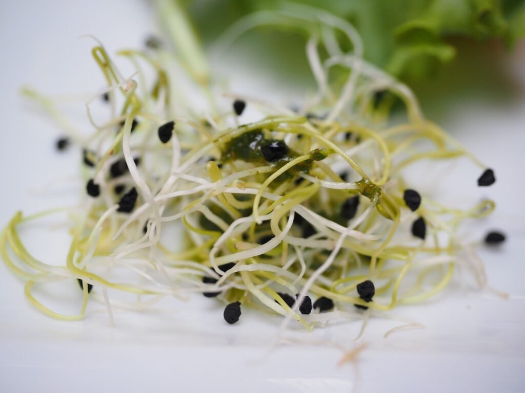 alfalfa sprouts, sprout, sprout salad-1522076.jpg