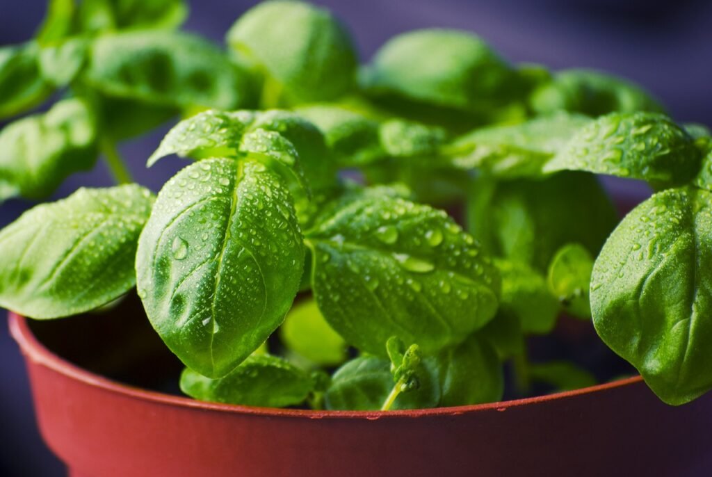 How to Harvest Basil