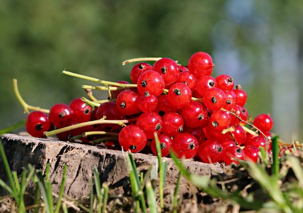 currant, red, nature-1496084.jpg
