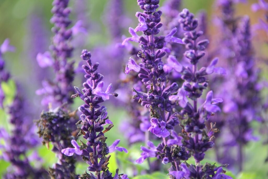 garden sage, purple, close up-4536728.jpg