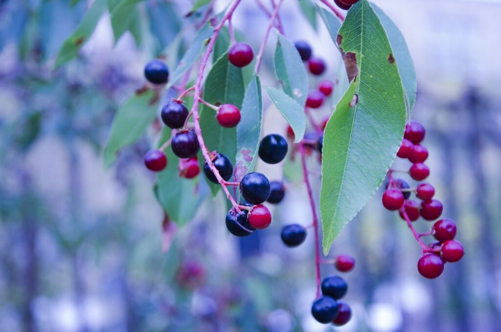 huckleberry, berry, blueberry-3677745.jpg