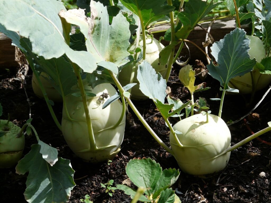kohlrabi, turnip, cabbage-59730.jpg