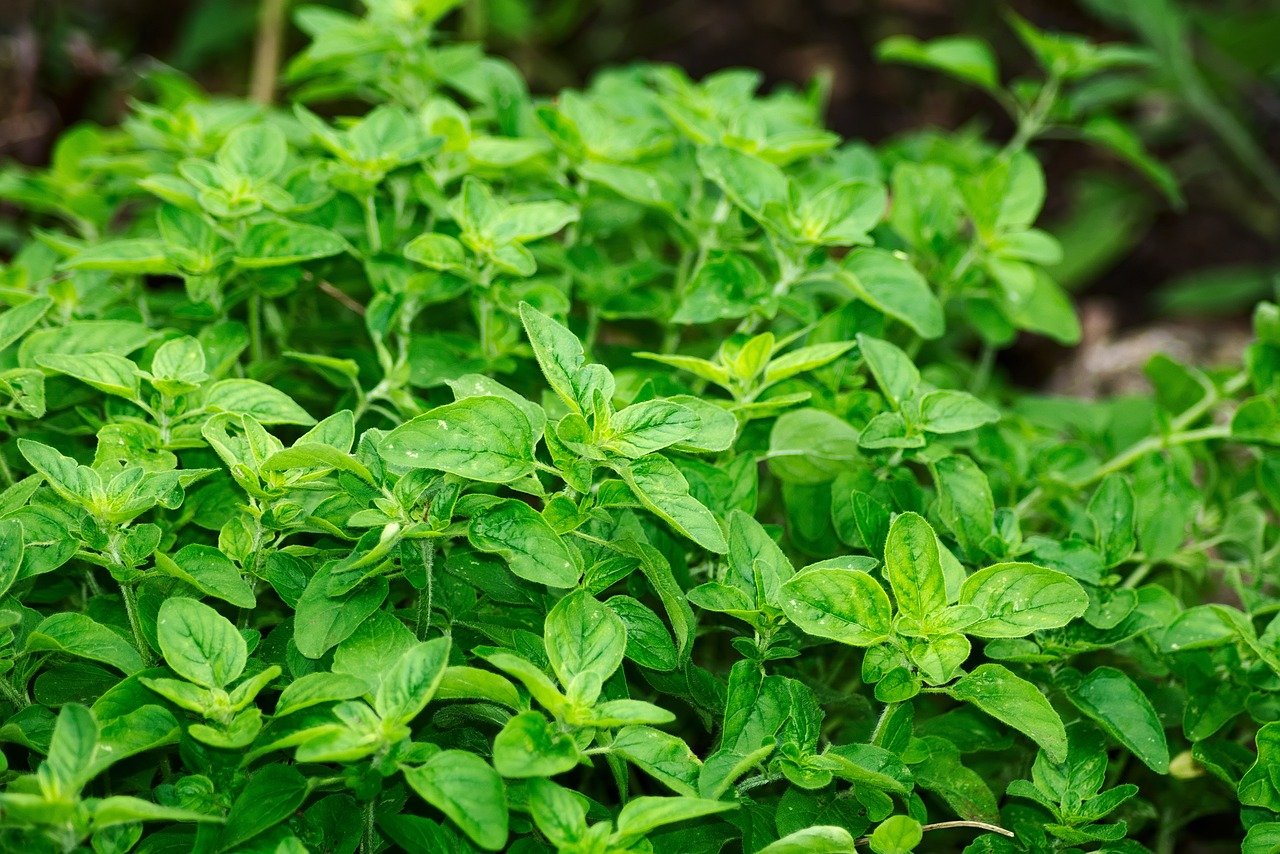 Mexican Oregano: What It Is, How to Use It, and Why You Need It