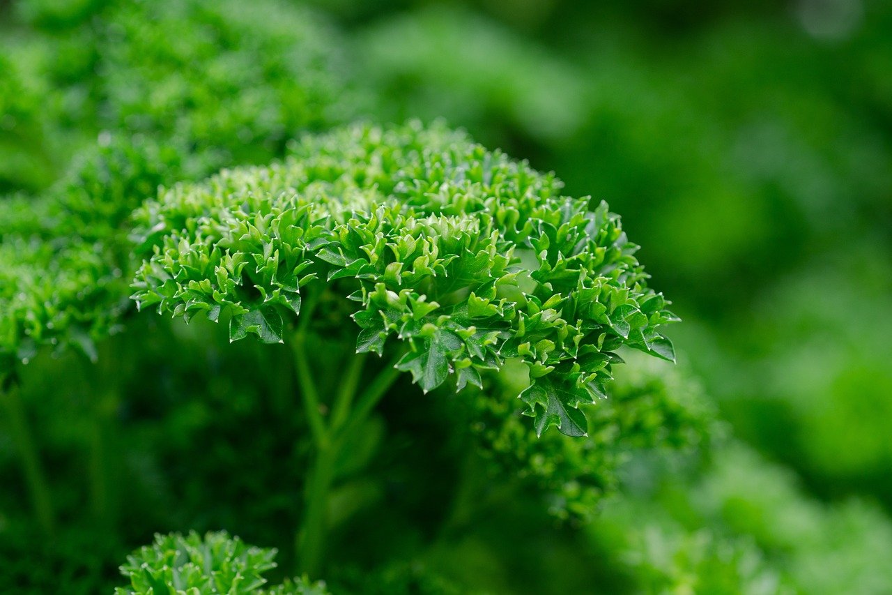7 Best Parsley Substitutes for Your Cooking Needs
