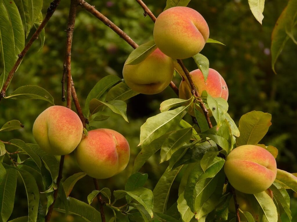 peaches, peach tree, malum persicum-8985.jpg