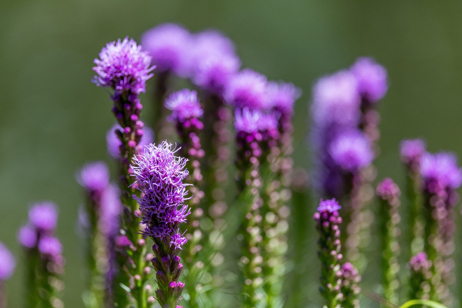 Purple Herb Discover 17 Herbs Wonders for a Healthier You