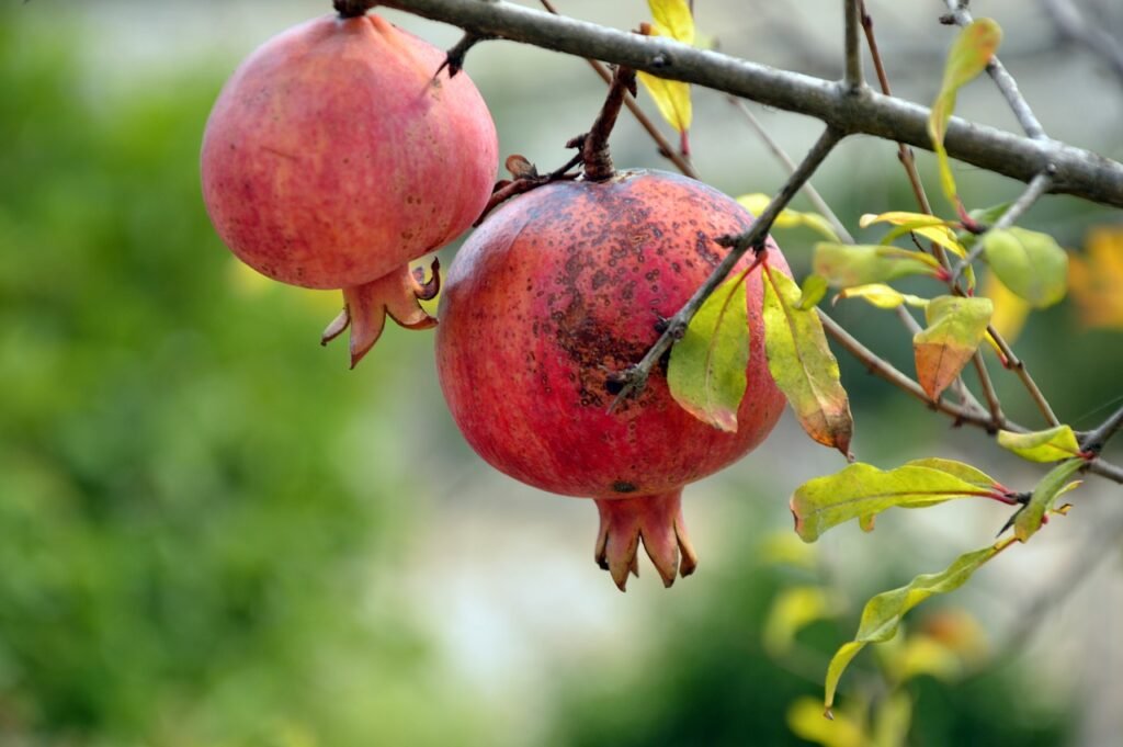 pomegranate, fruit, plant-3752112.jpg