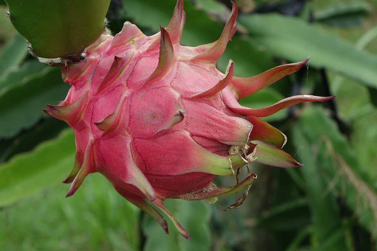 Yellow Dragon Fruit: A Sweet and 7 Exotic Delight