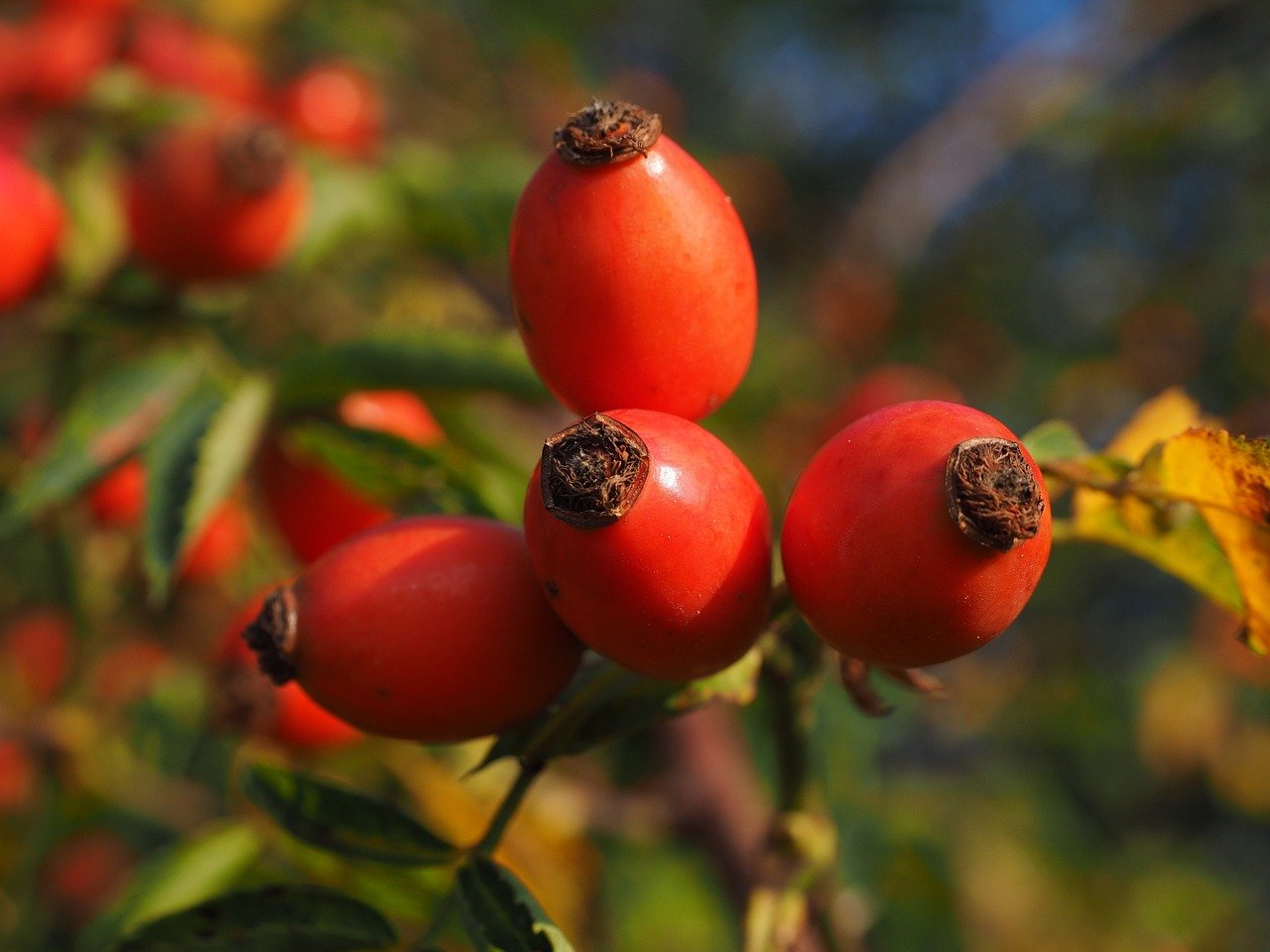 Pumarosa Fruit Discover 5 Marvels Fruits of  Delights
