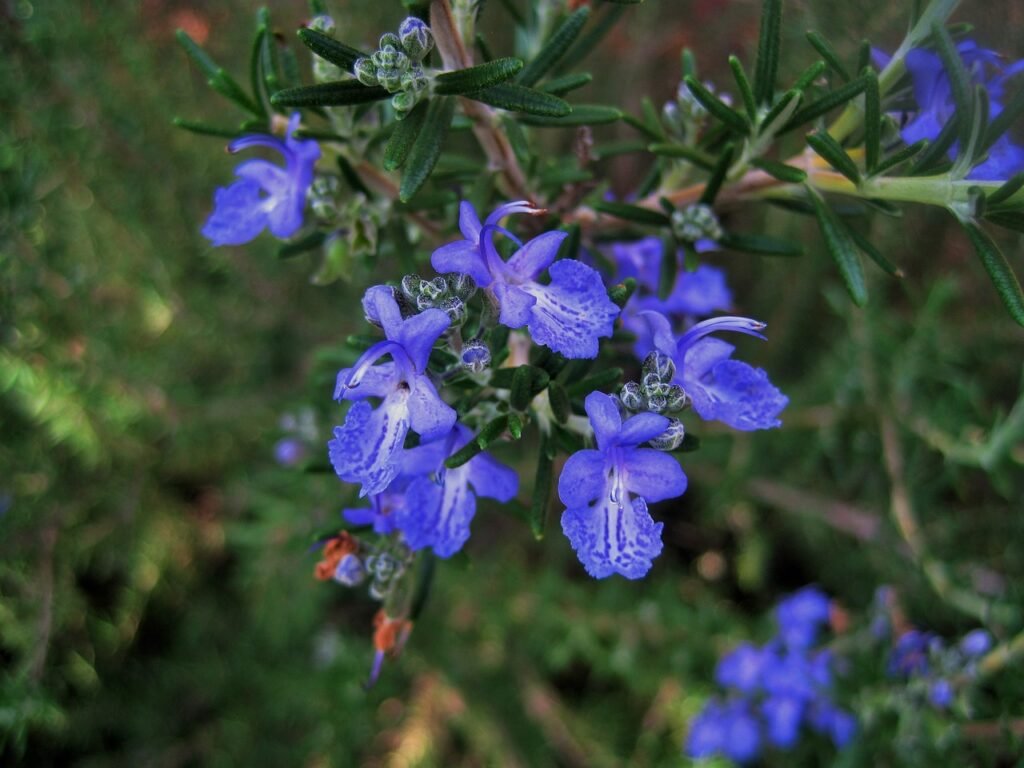 rosemary flowers, flowers, blue-280976.jpg