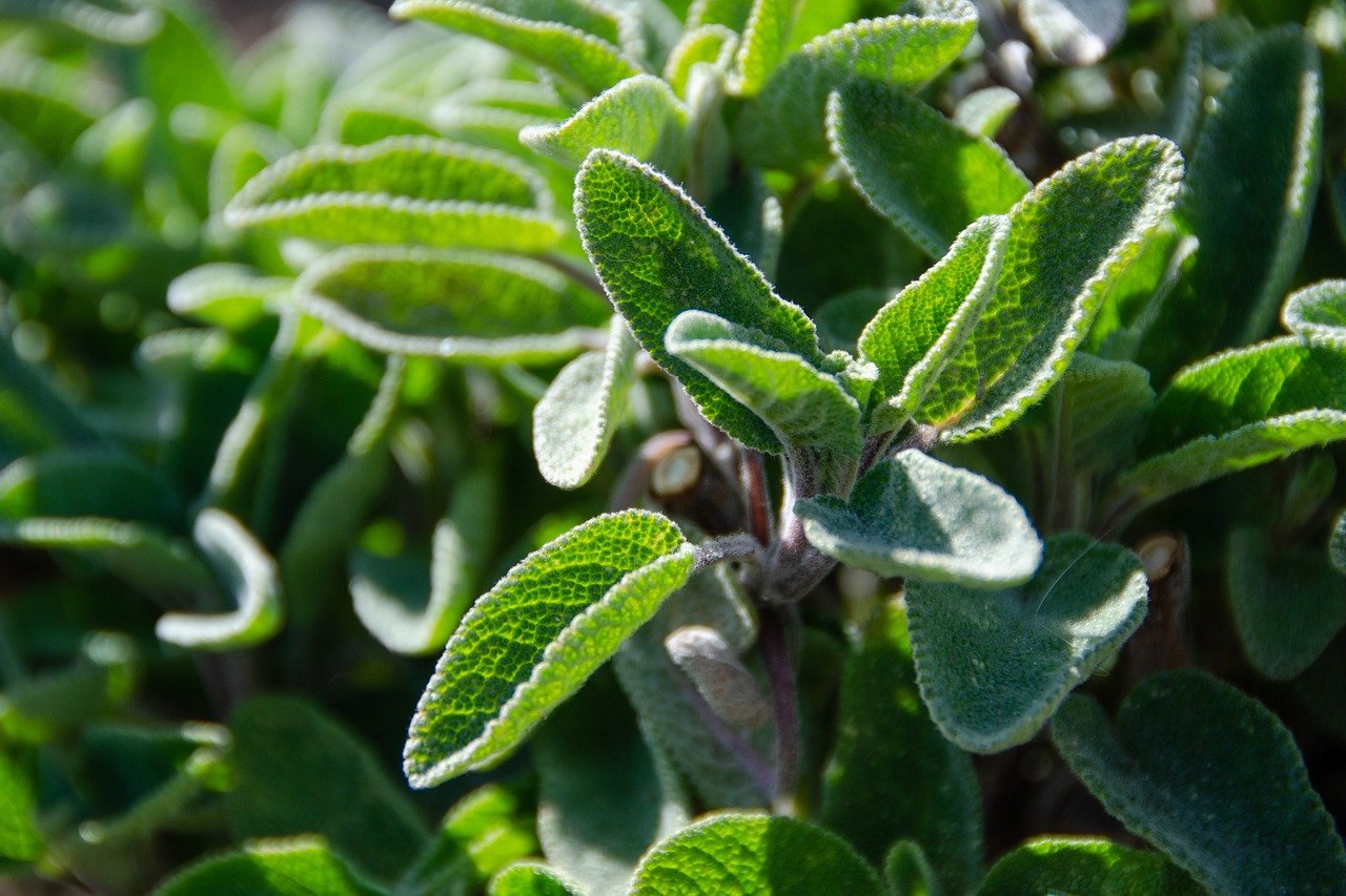 Sage Herb in Spanish: Benefits, Uses, and Recipes
