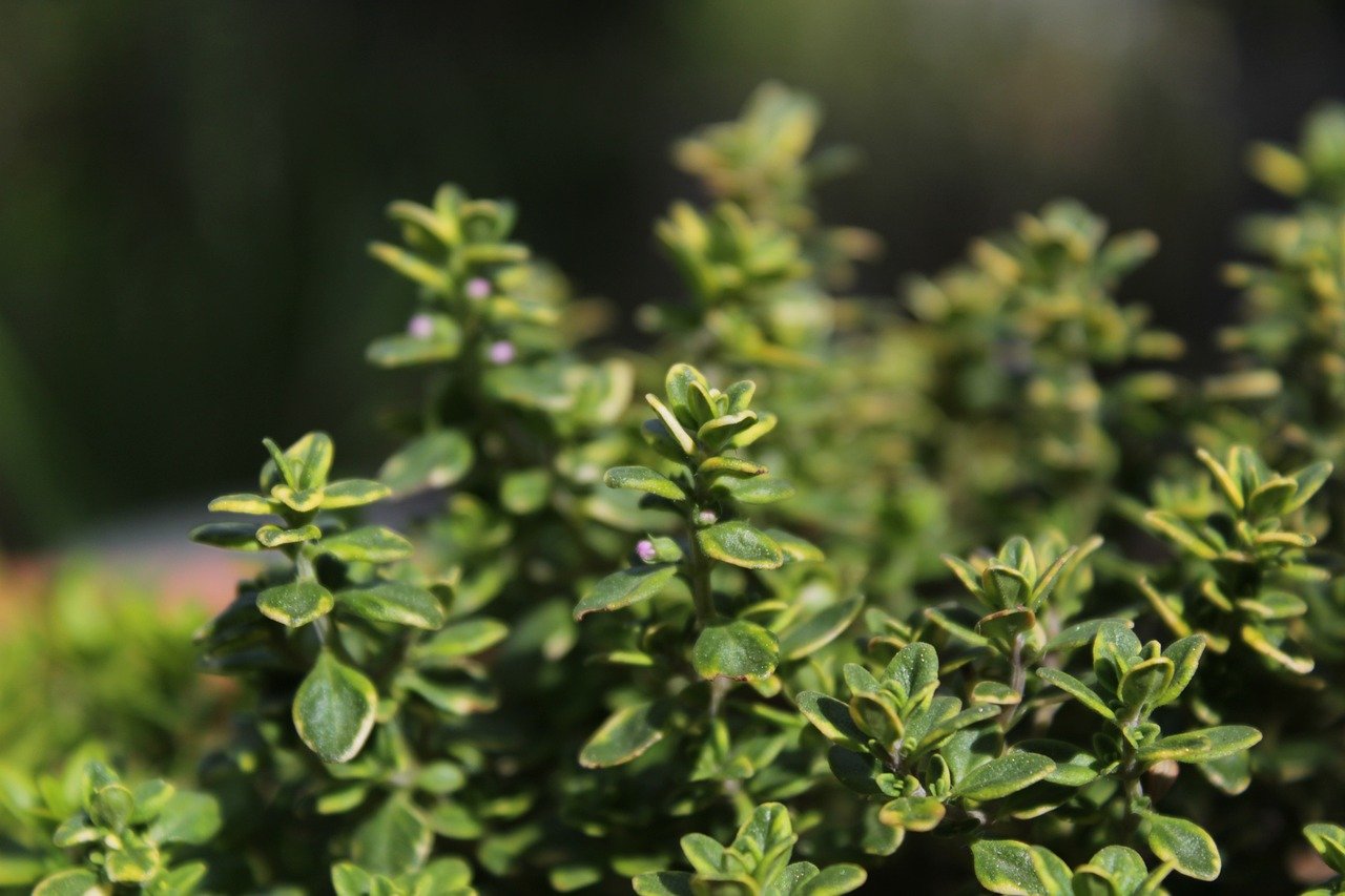 How to Grow and Use Fresh Thyme in Your Kitchen