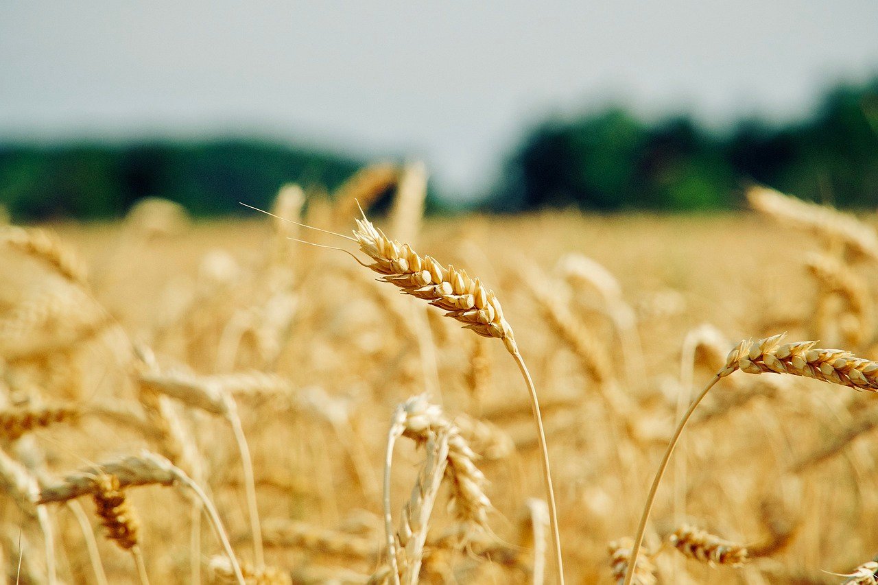 Is Wheat a Vegetable? Unlocking the Mystery in 2023