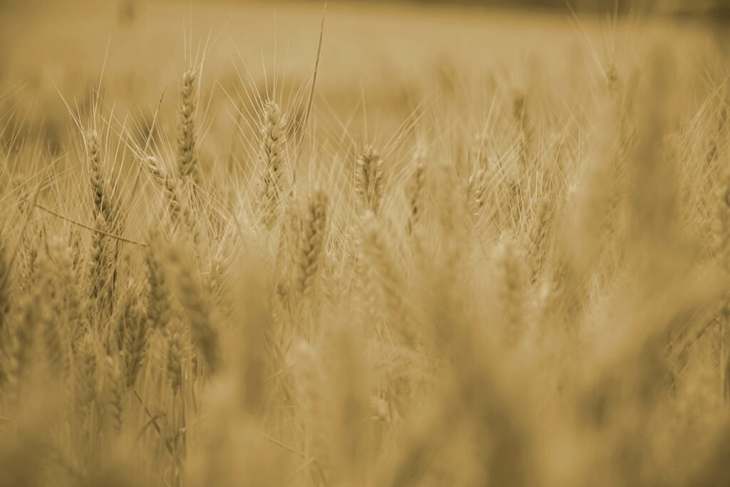 wheat, grains, crops-7295718.jpg