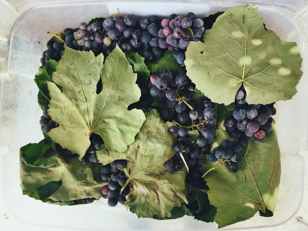 vine grapes