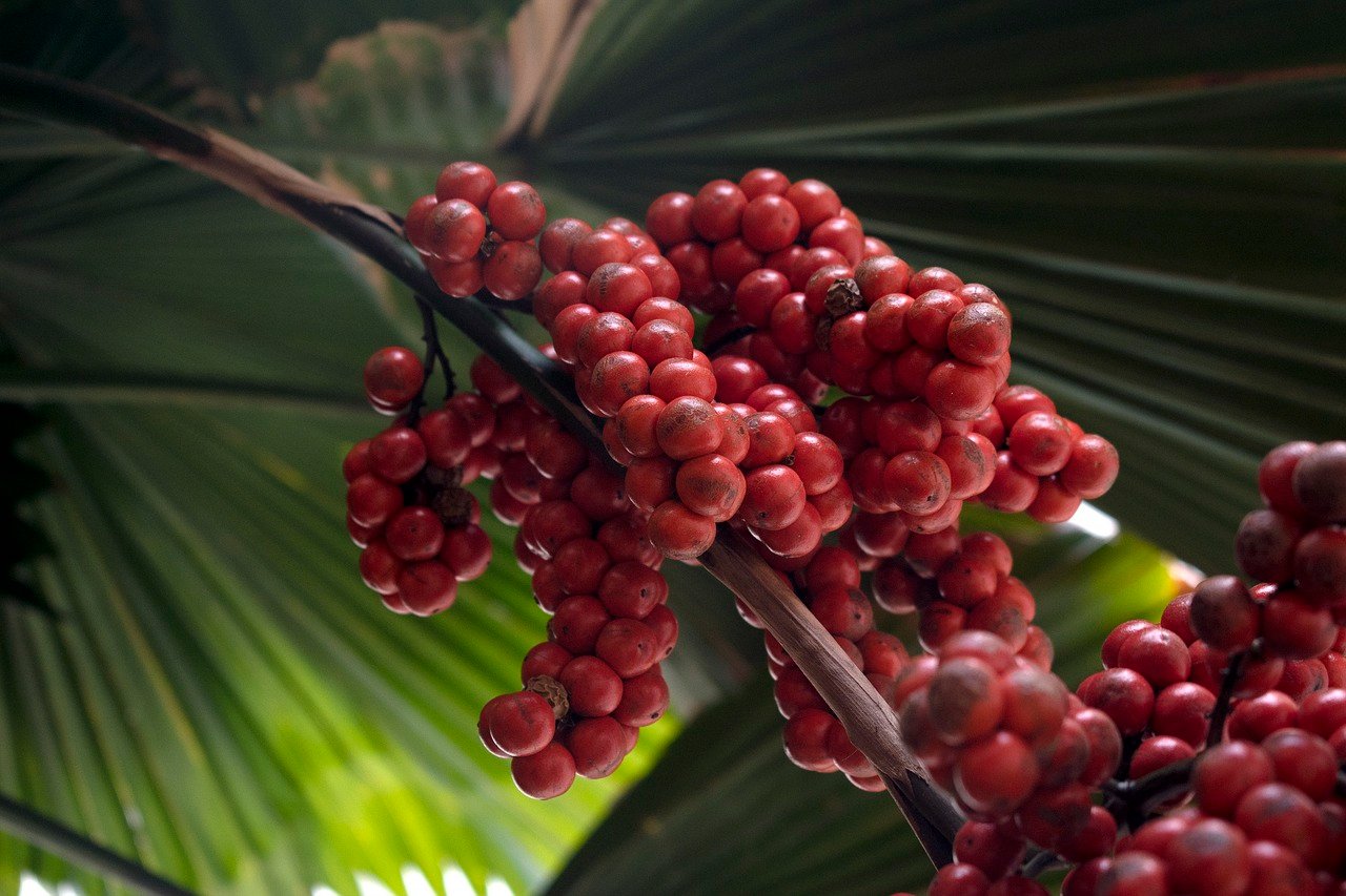 Mysteries of Palm Tree Berry: Nature Hidden Treasure
