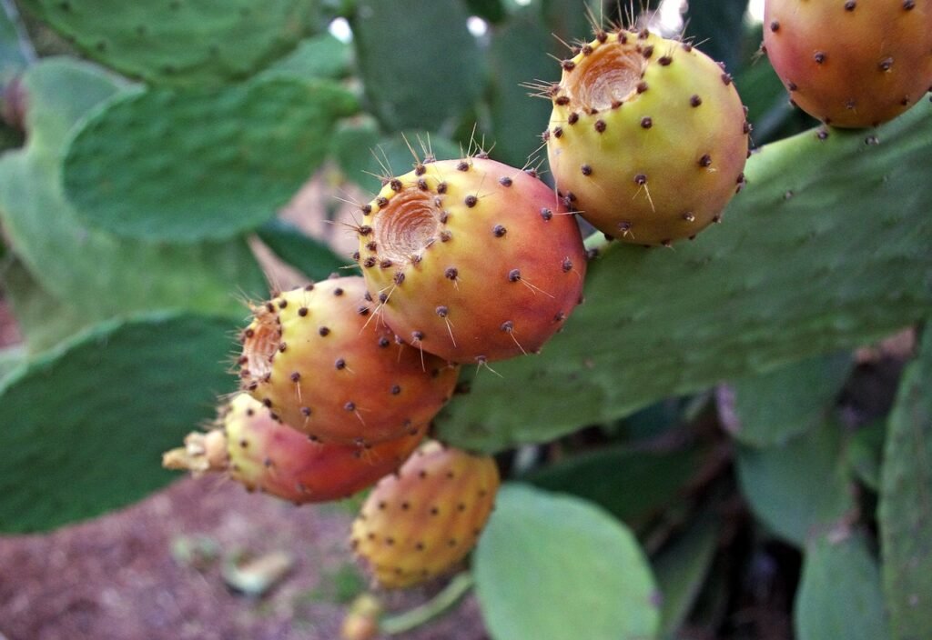 prickly pears, opuntia ficus-indica, cactus-2663130.jpg