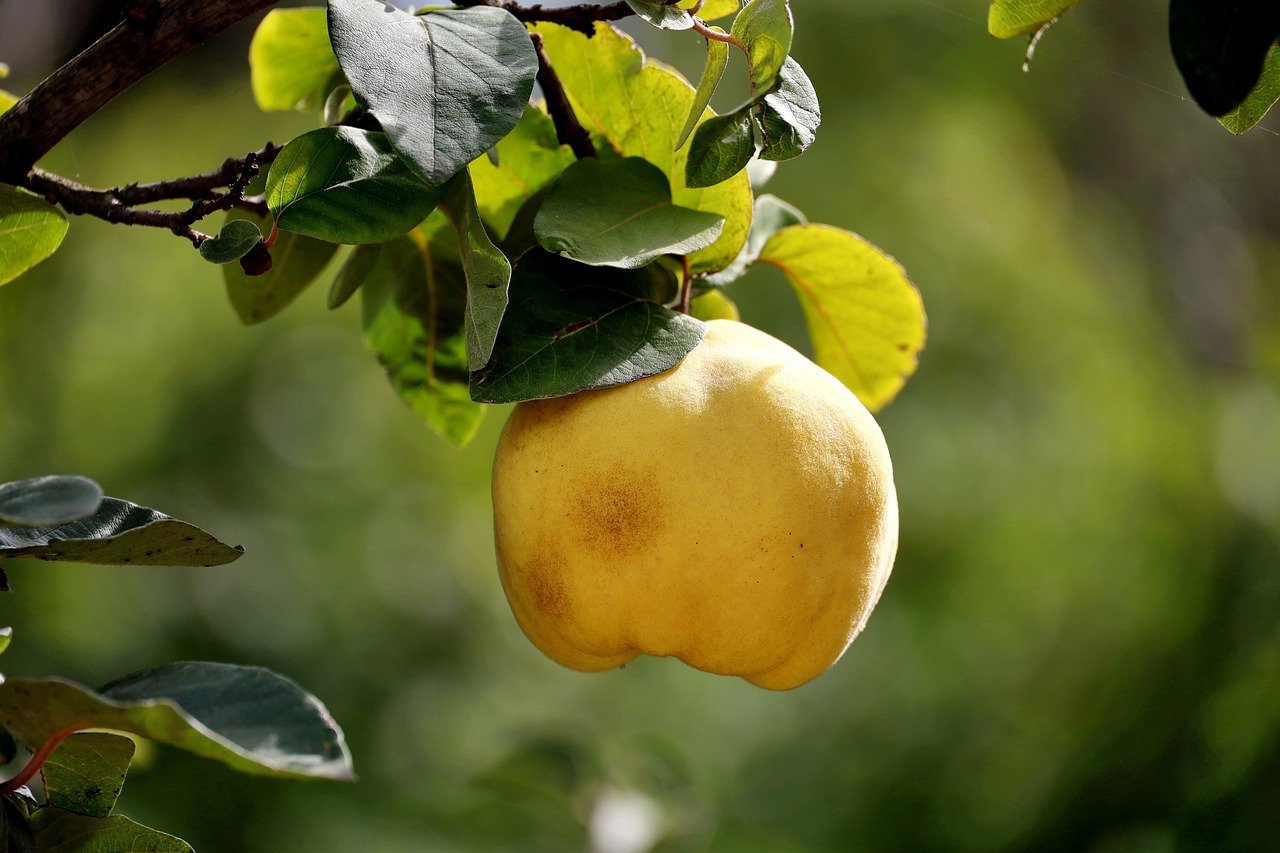 Quince Fruit: Origin & Amazing Health Benefts