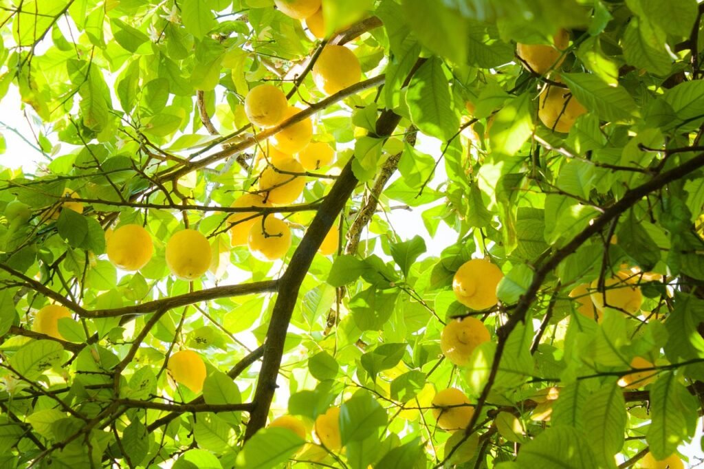 summer, lemons, yellow-361112.jpg
