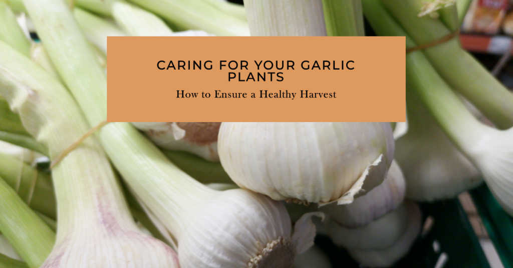 Garlic Grownling Stages