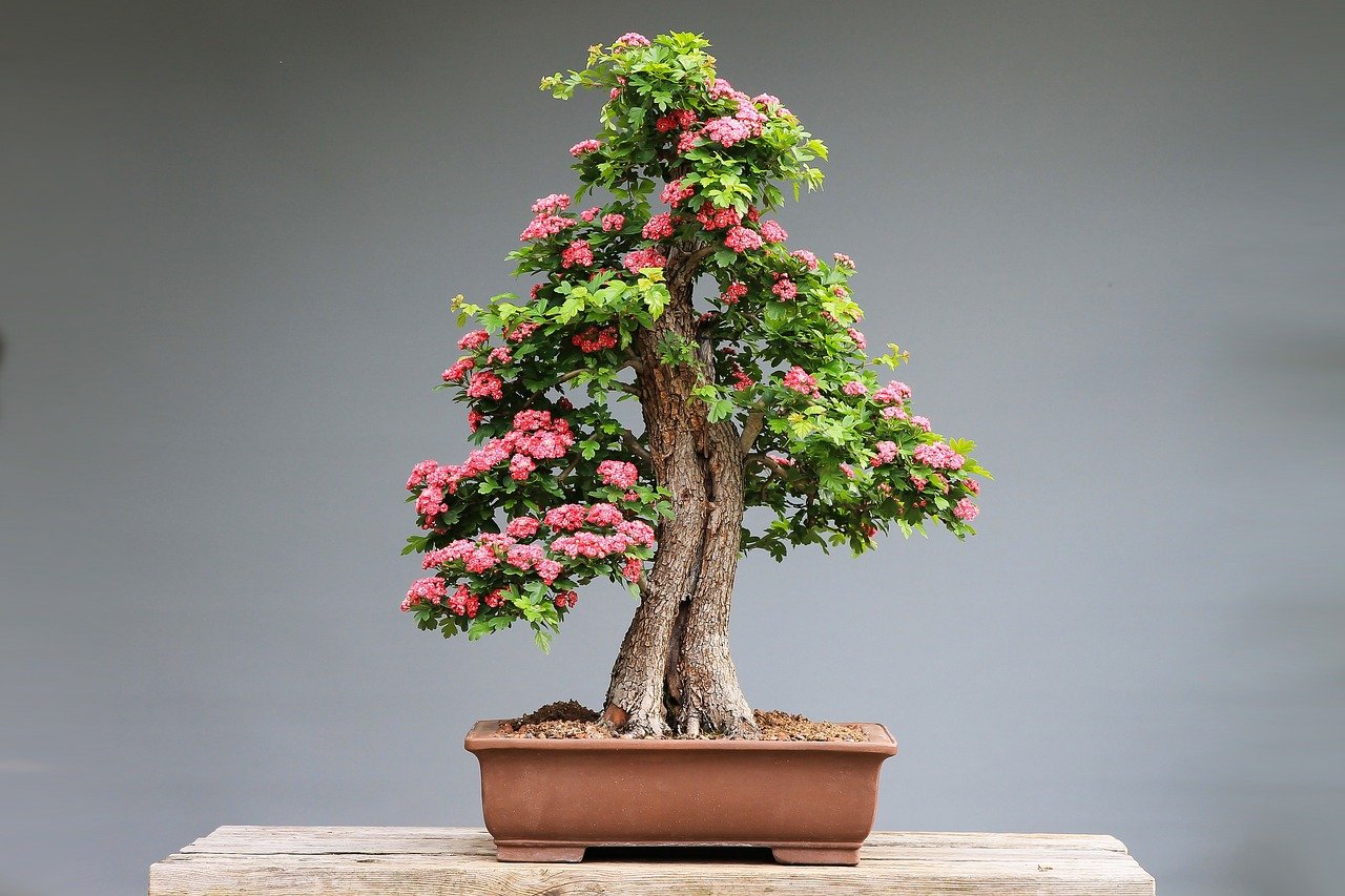 Bonsai Apple Tree Growing Guide: Easy Home Gardening for Beginners