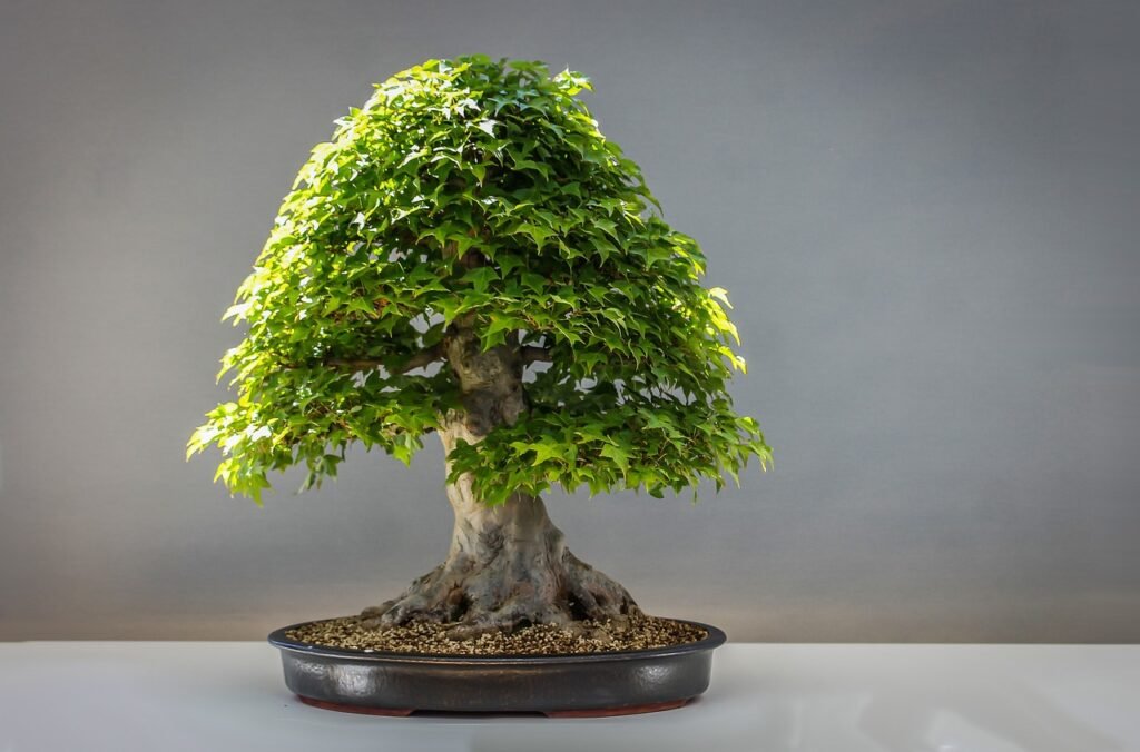 bonsai, gardening, japanese maple-7172335.jpg