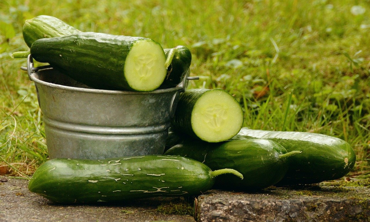 Burpless Cucumbers Amazing Health Benefits And Growing