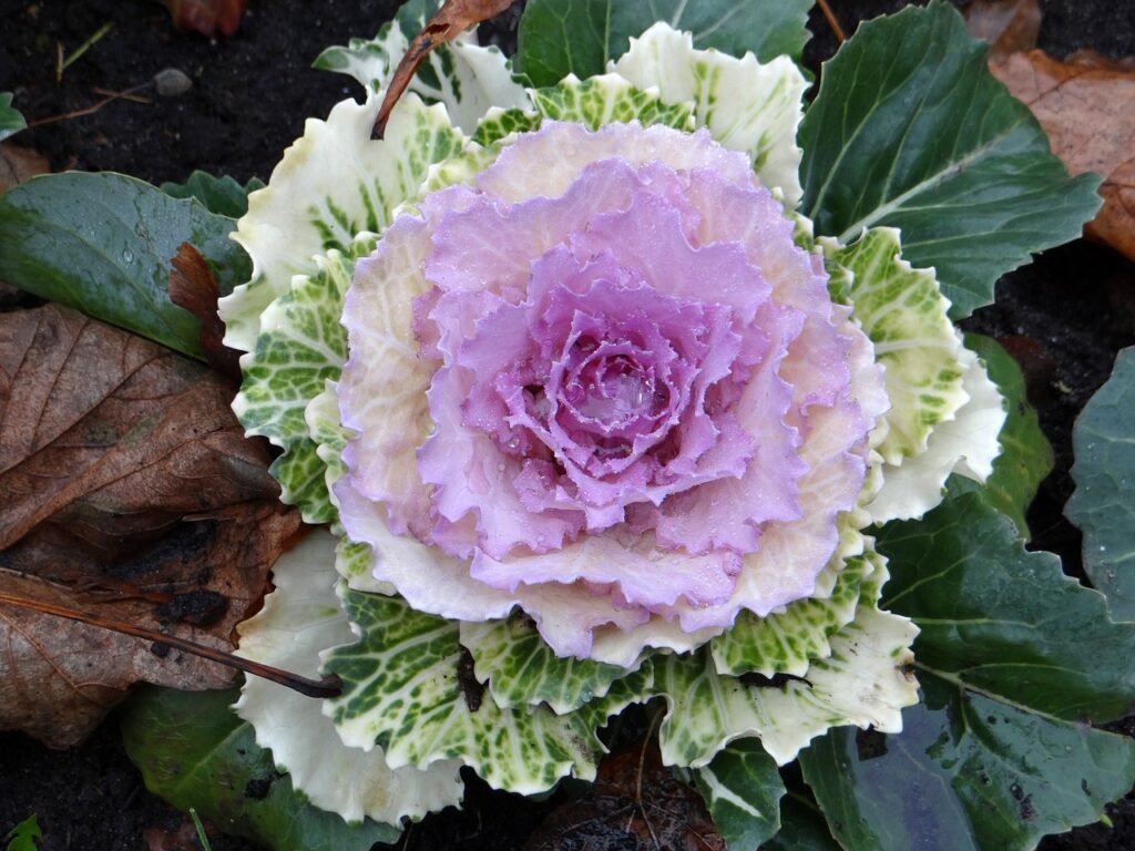 decorative cabbage, Cabbage Roses discount, rose-2846080.jpg