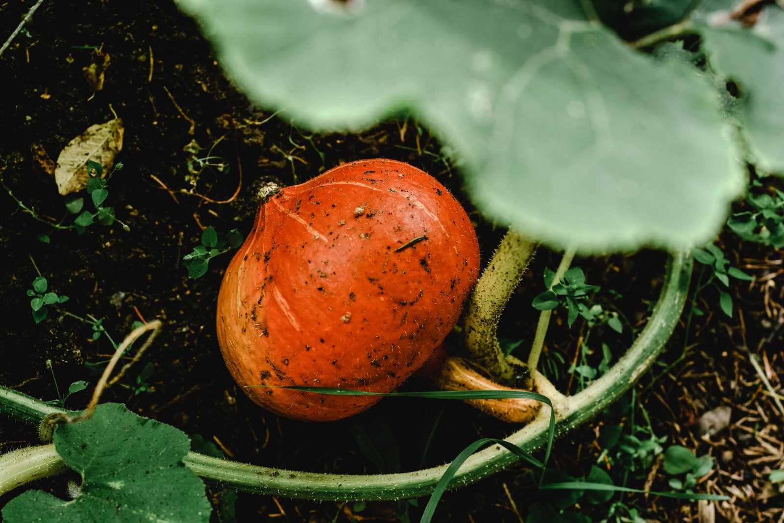 Pumpkin Leaves: Unveiling Their Amazing Benefits