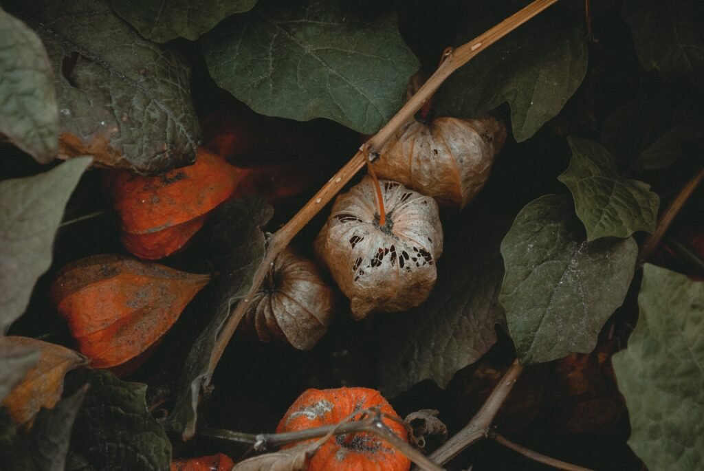 Pumpkin Leaves