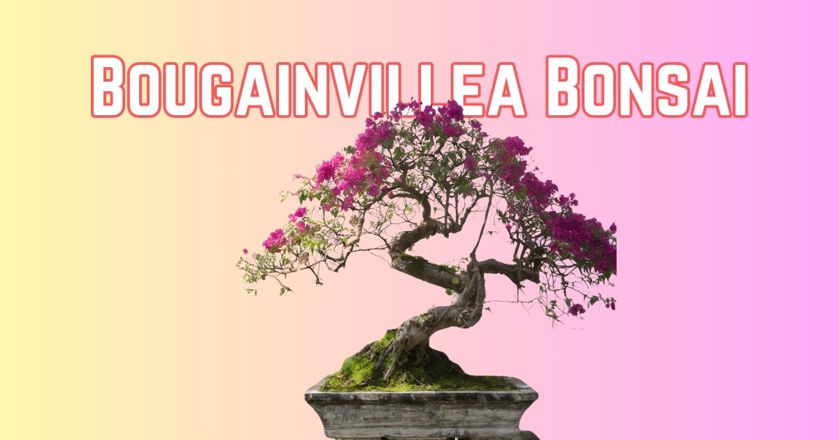 Mastering the Art of Bougainvillea Bonsai Tree Care: An Ultimate Guide