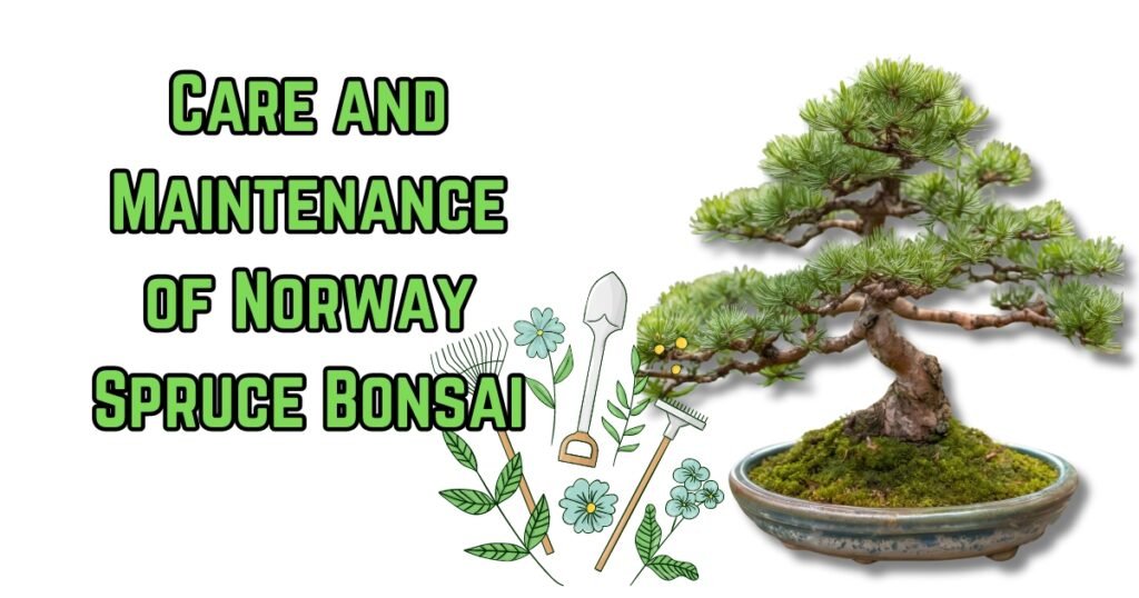 
Care and Maintenance of Norway Spruce Bonsai
