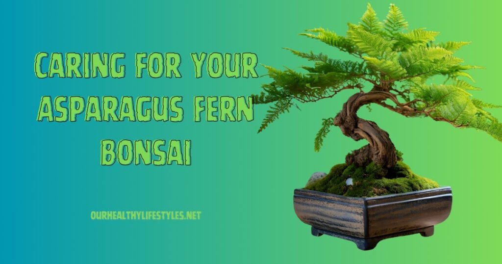 Caring for Your Asparagus Fern Bonsai