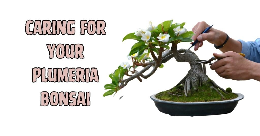 Caring for Your Plumeria Bonsai