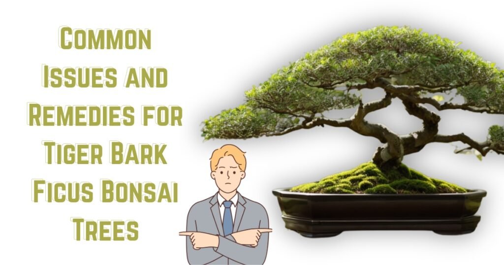 Common Issues and Remedies for Tiger Bark Ficus Bonsai Trees