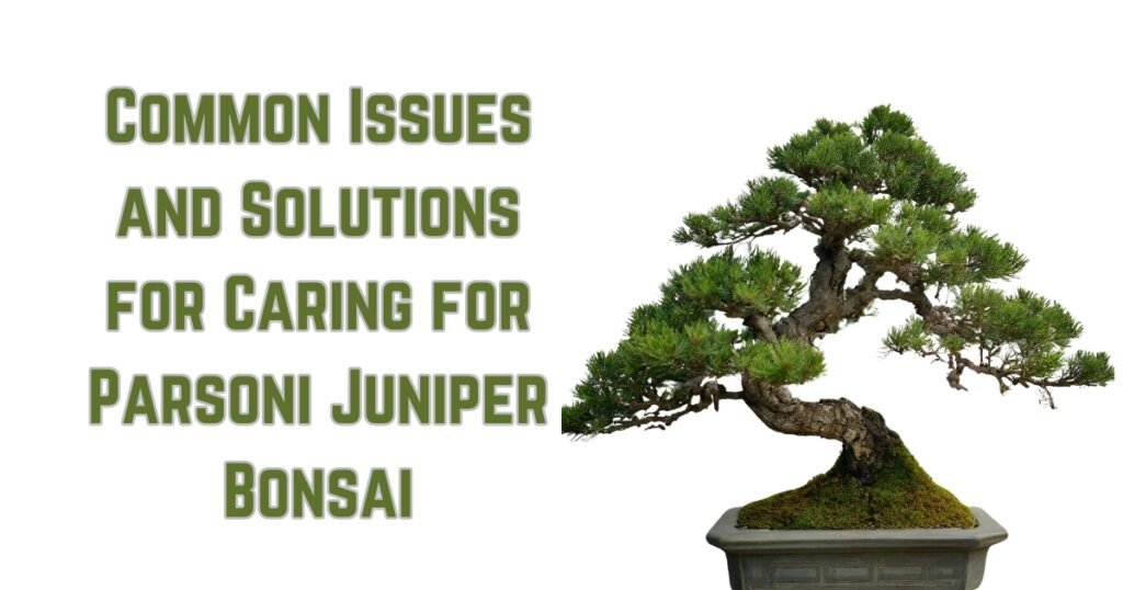 Common Issues and Solutions for Caring for Parsoni Juniper Bonsai