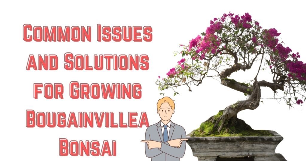 Common Issues and Solutions for Growing Bougainvillea Bonsai