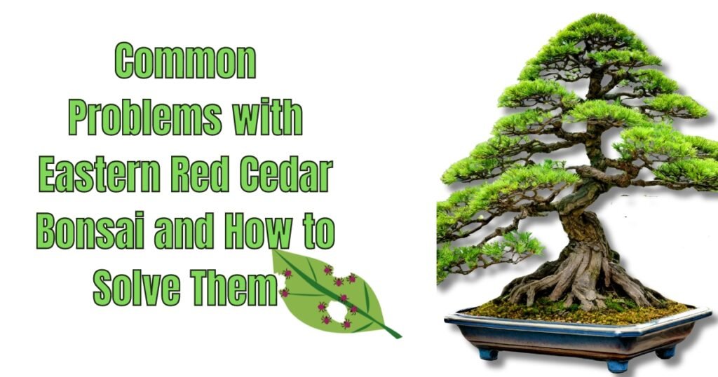 Common Problems with Eastern Red Cedar Bonsai and How to Solve Them