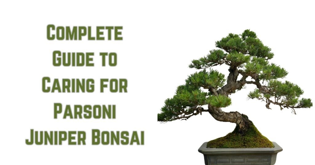 Complete Guide to Caring for Parsoni Juniper Bonsai