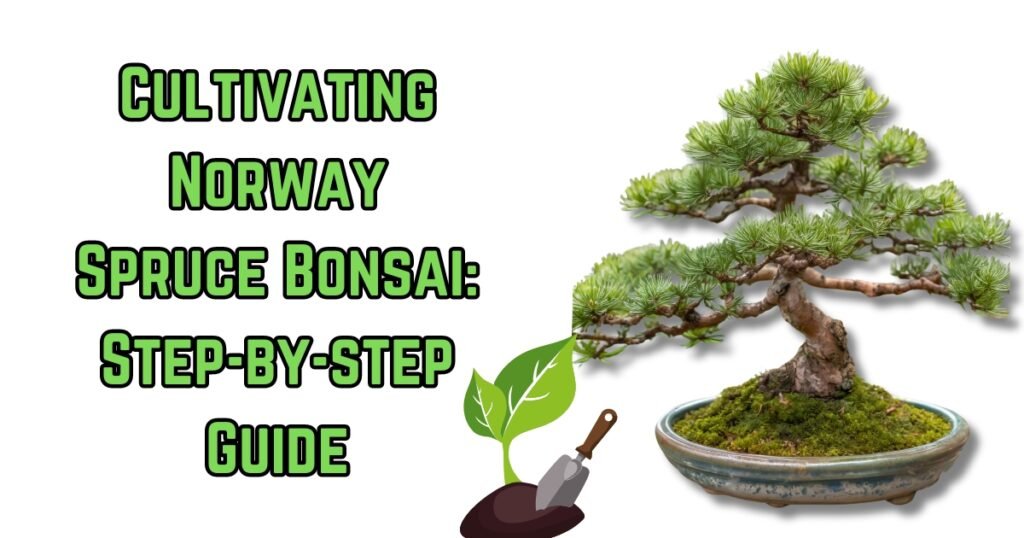 Cultivating-Norway-Spruce-Bonsai-Step-by-step-Guide