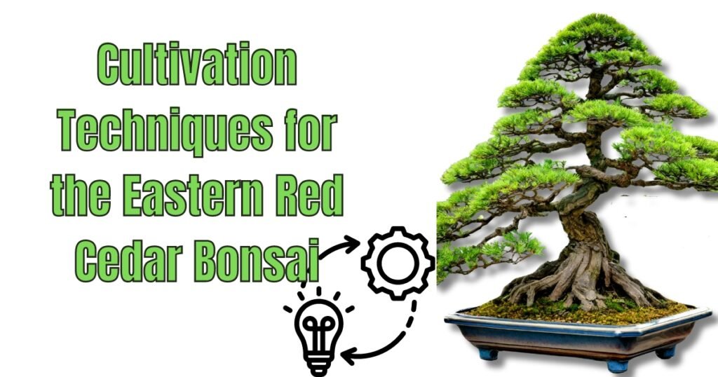 Cultivation Techniques for the Eastern Red Cedar Bonsai