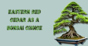 Eastern Red Cedar as a Bonsai Choice
