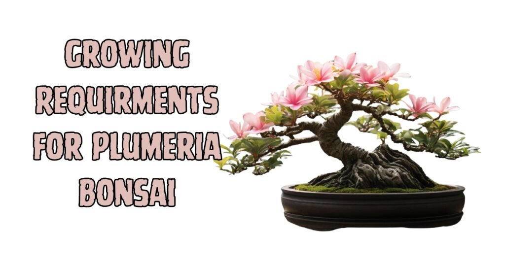 Growing Requirments for Plumeria Bonsai