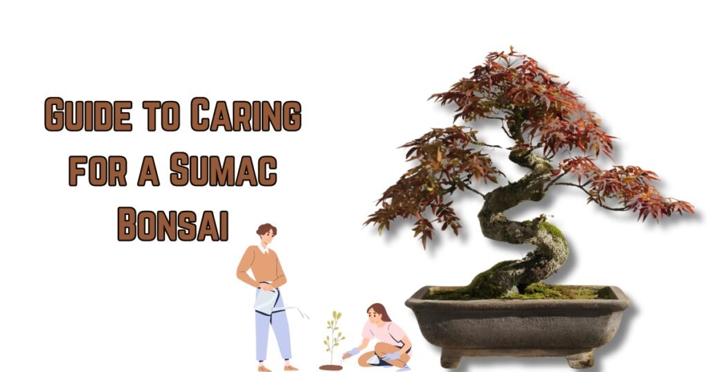 Guide to Caring for a Sumac Bonsai