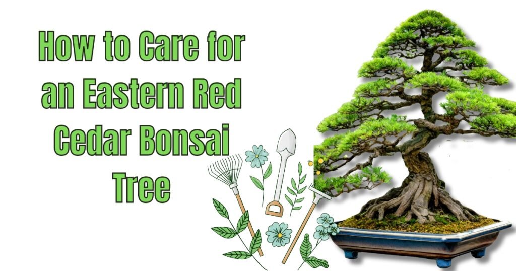 How to Care for an Eastern Red Cedar Bonsai Tree