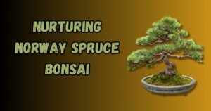 Nurturing Norway Spruce Bonsai